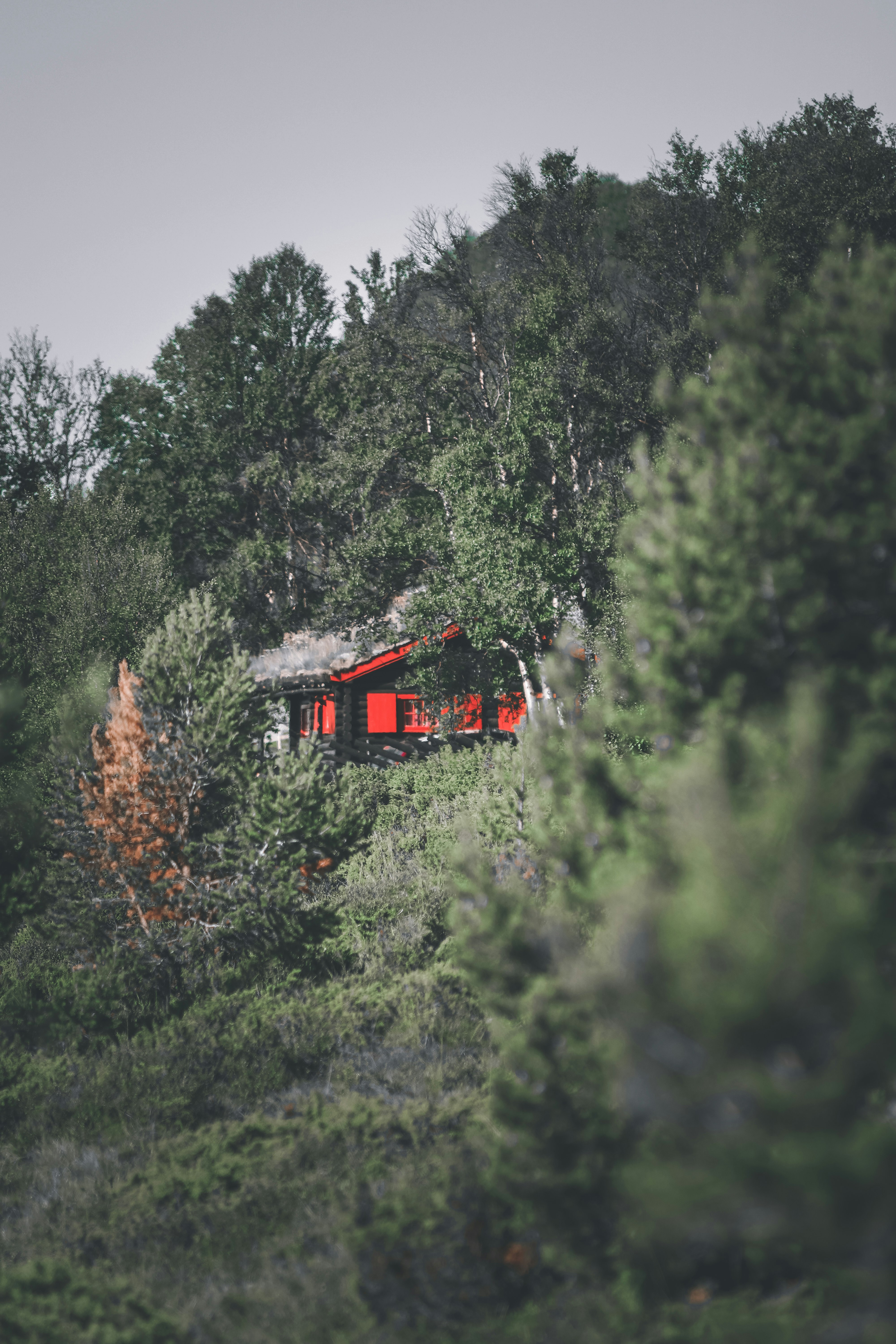 red and black house surrounded by green trees during daytime